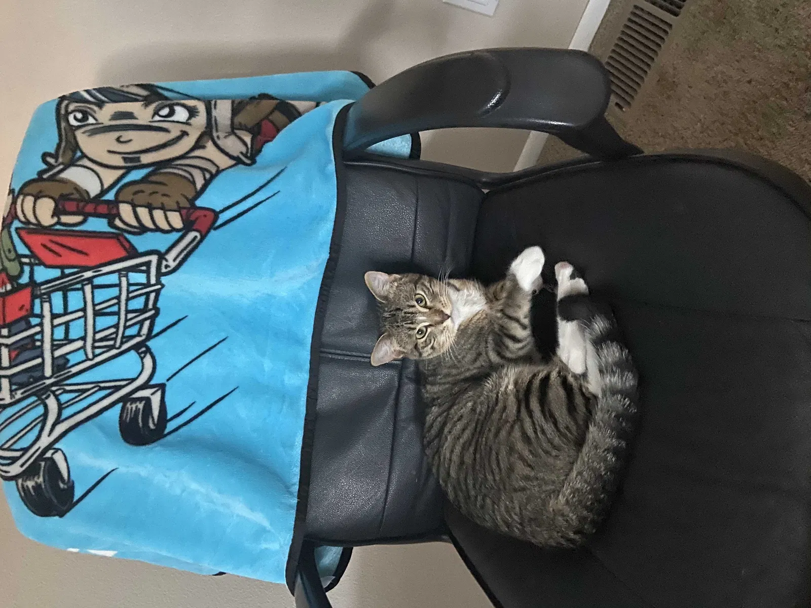 Lost cat in Albuquerque, NM, 87114