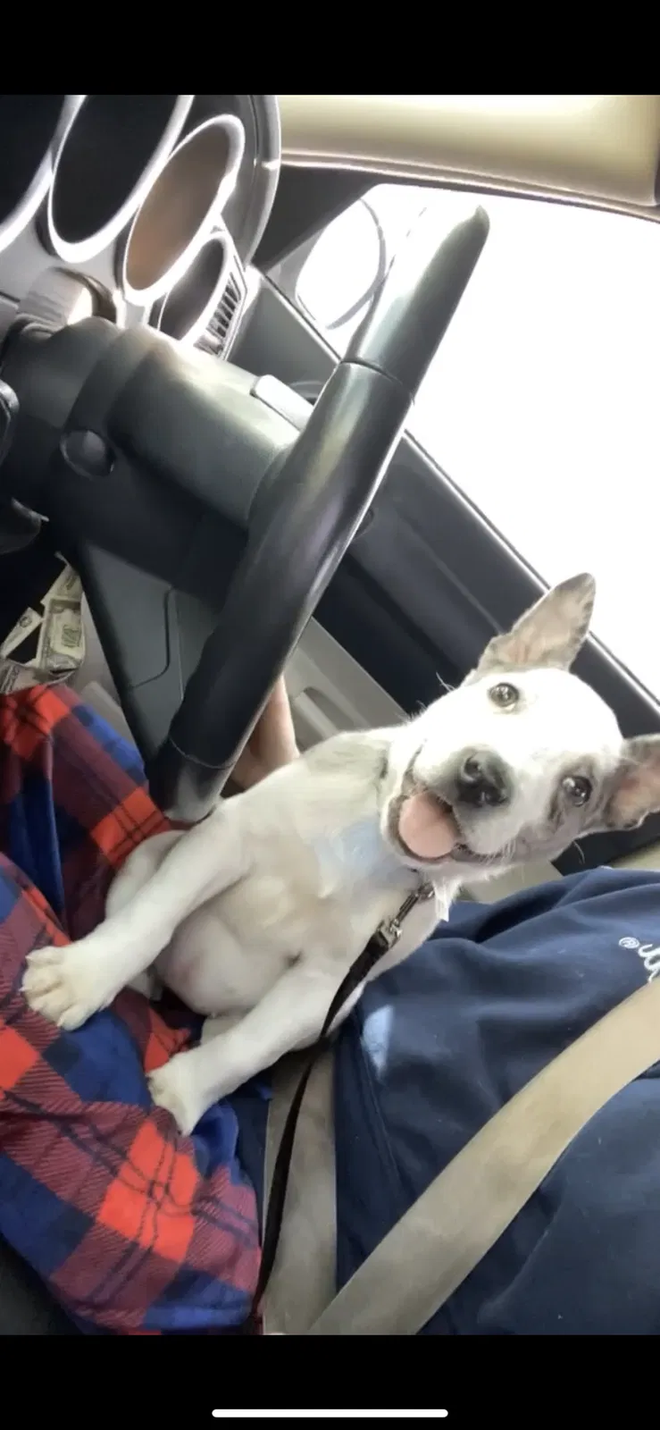 Lost dog in Seattle, WA, 98198