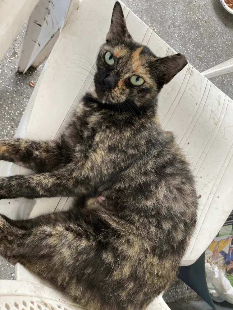 Lost cat in Lakeland, FL, 33805