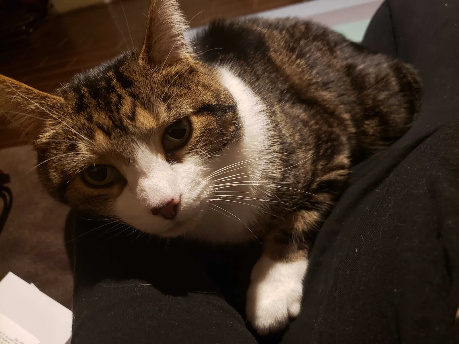 Lost cat in New Kensington, PA, 15068