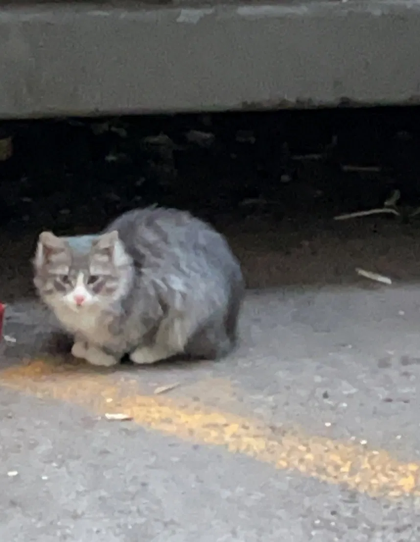 Lost cat in Aurora, CO, 80012