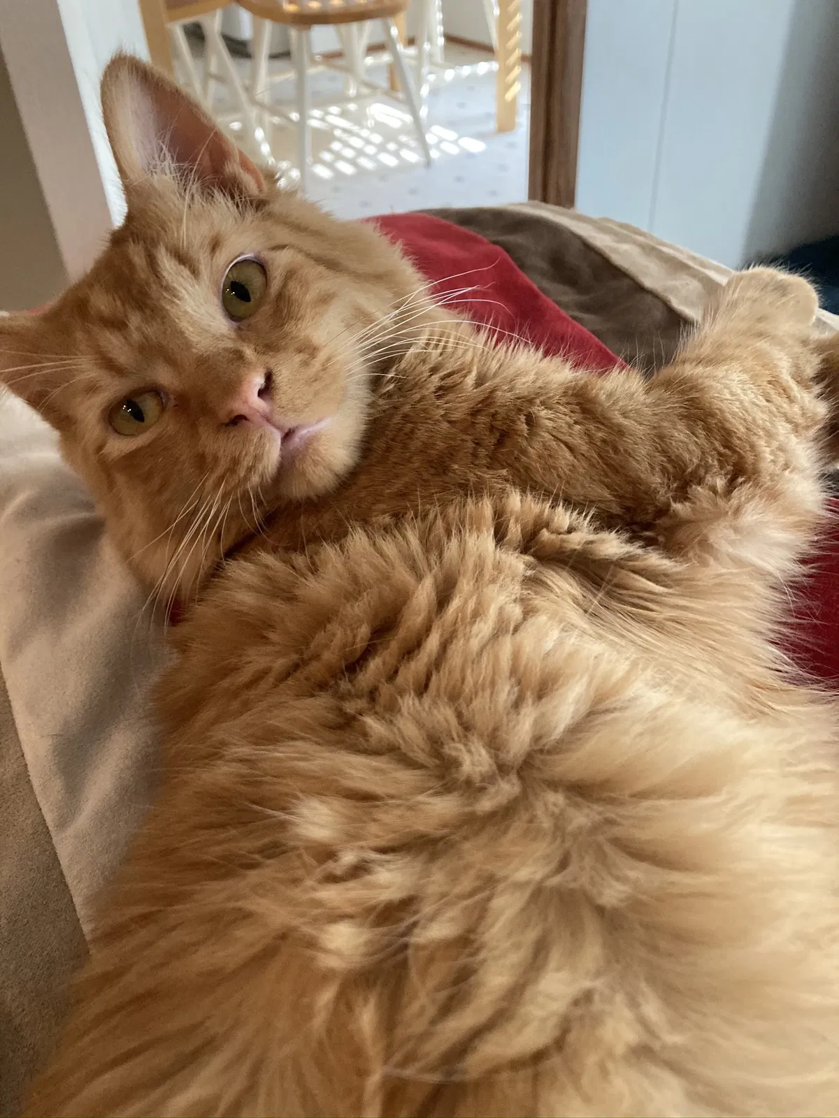 Lost cat in Clover, SC, 29710