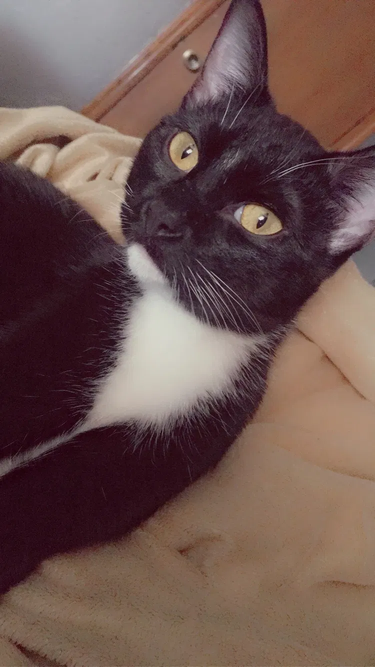 Lost cat in Tulsa, OK, 74134