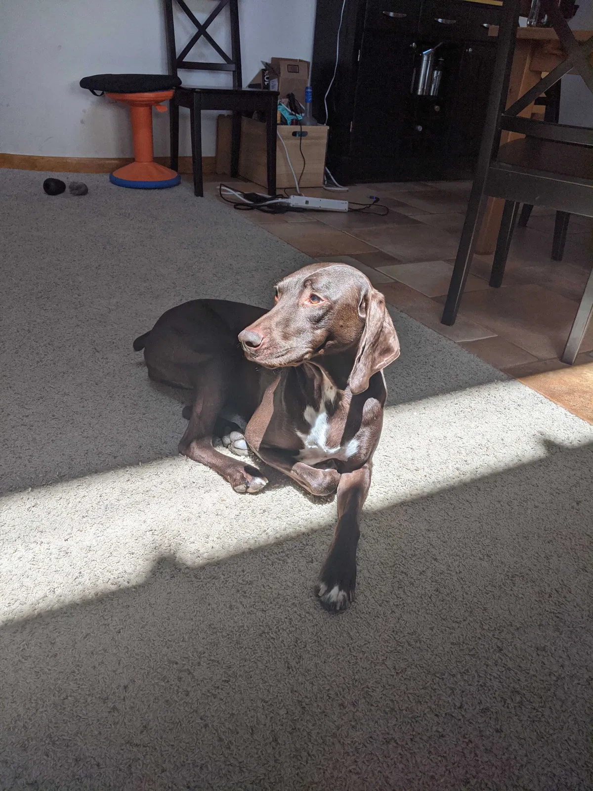Lost dog in Albuquerque, NM, 87122