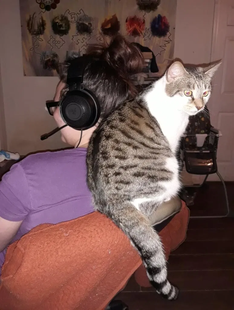 Lost cat in Spartanburg, SC, 29303