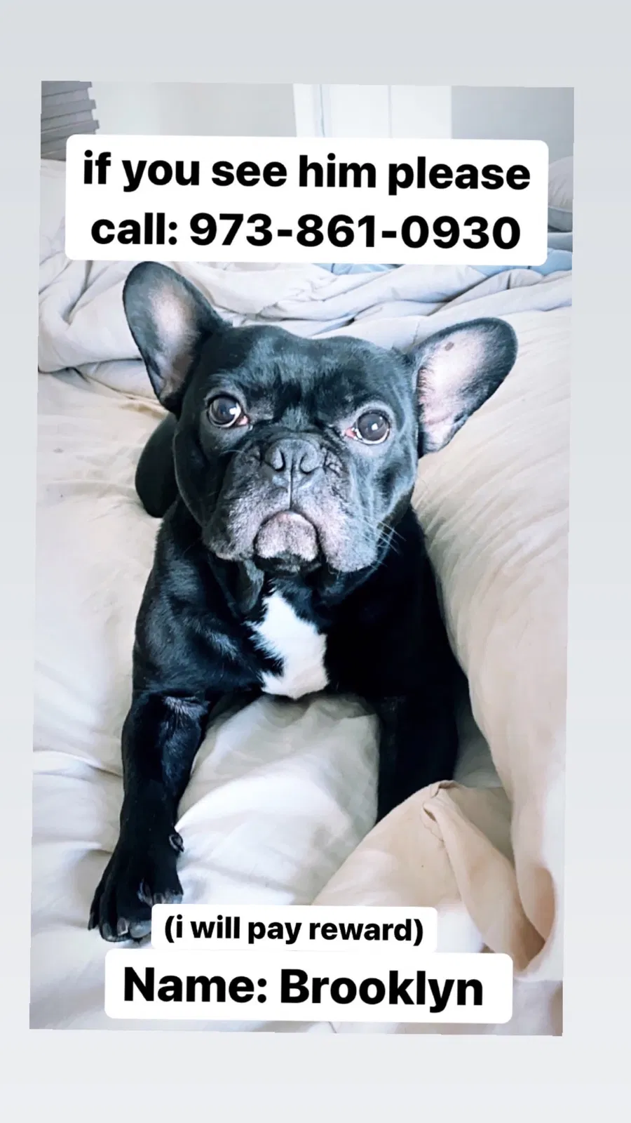 Lost dog in Newark, NJ, 7104