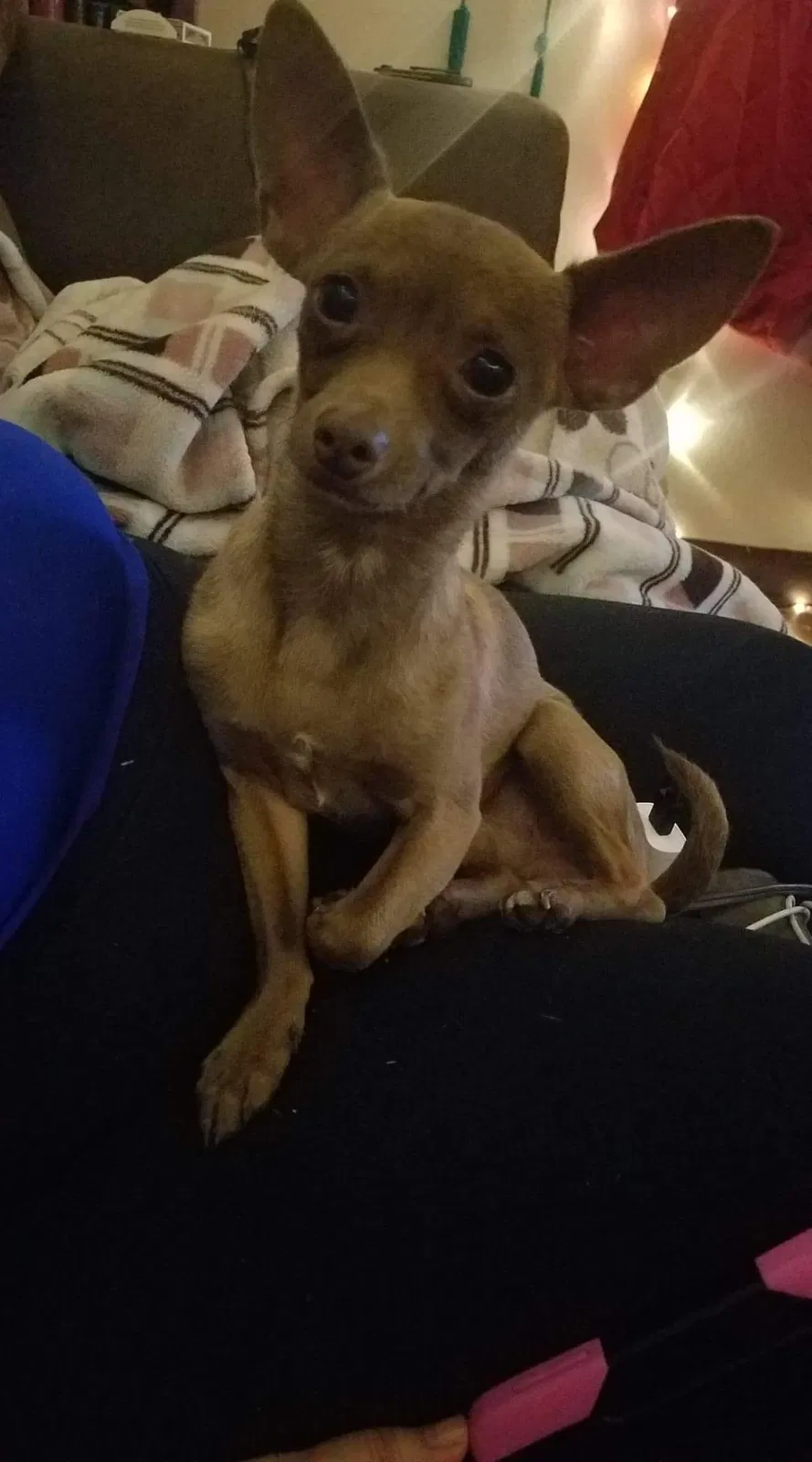 Lost dog in El Paso, TX, 79904