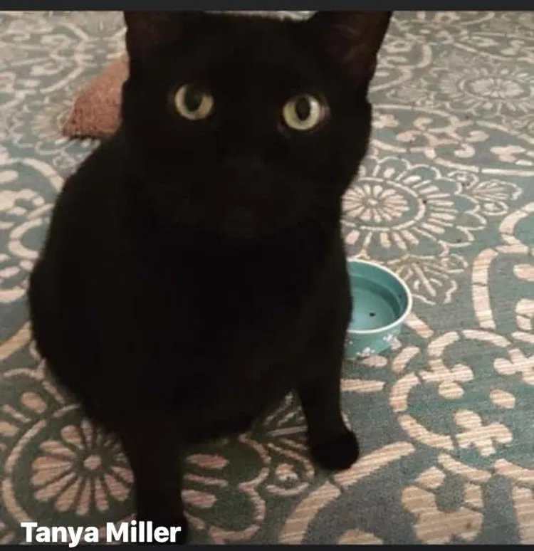 Lost cat in Boynton Beach, FL, 33436