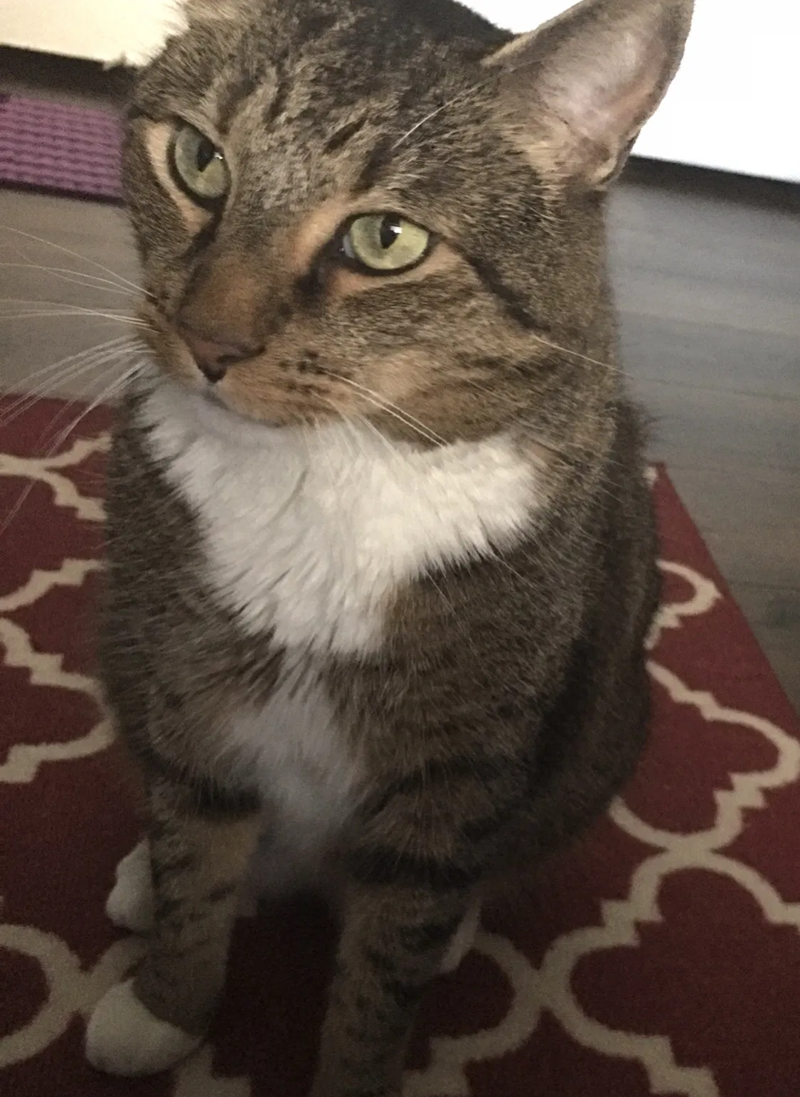 Lost cat in Walnut, CA, 91789