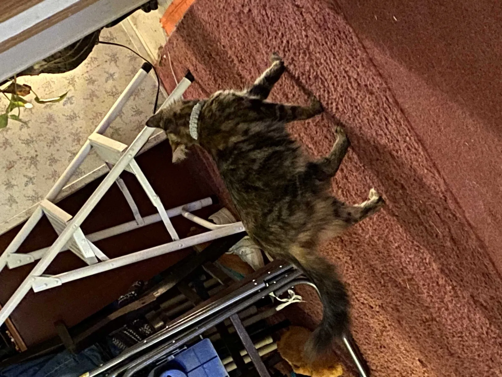 Lost cat in Hico, TX, 76457