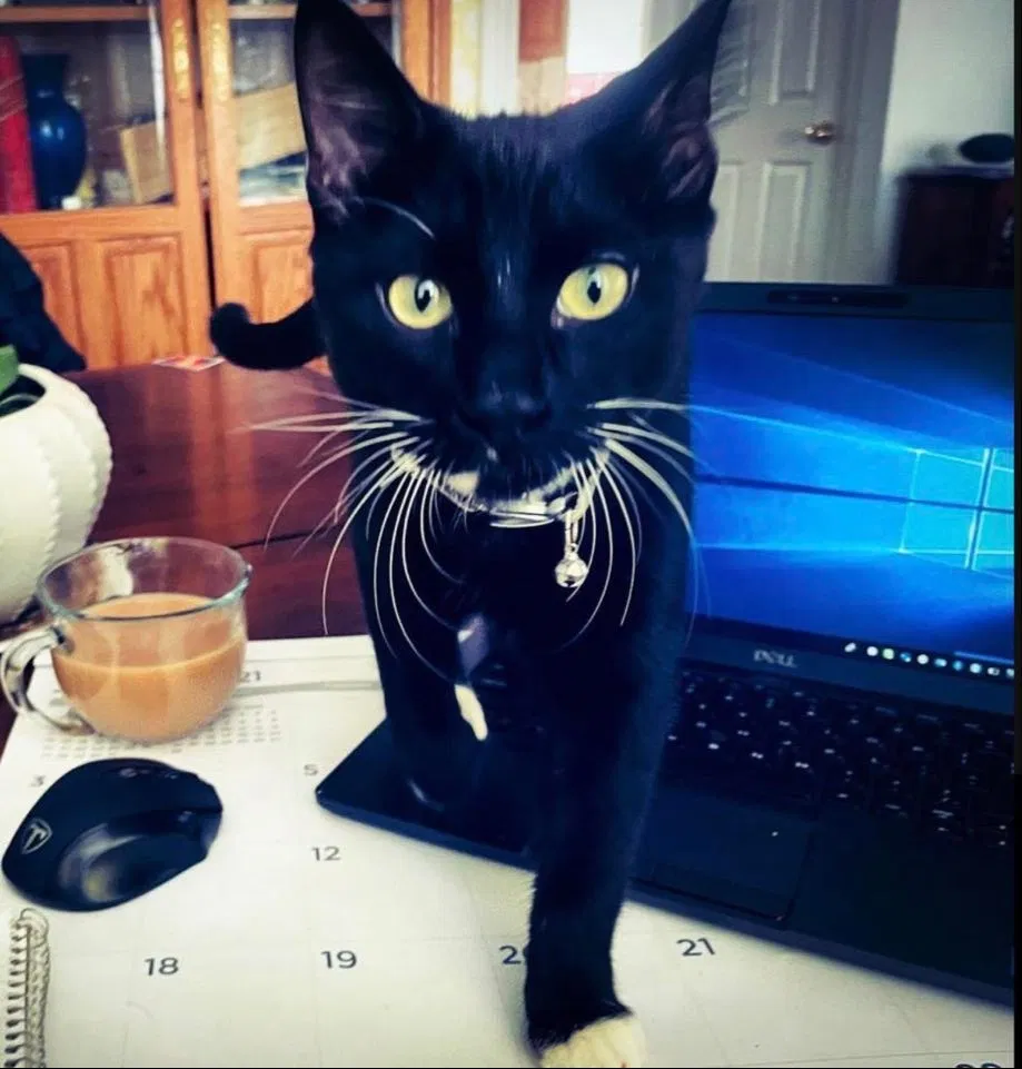 Lost cat in Salt Lake City, UT, 84120