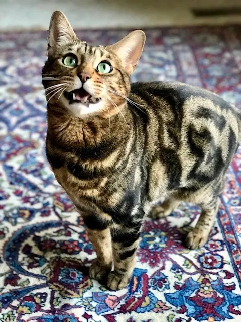 Lost cat in Corona, CA, 92879