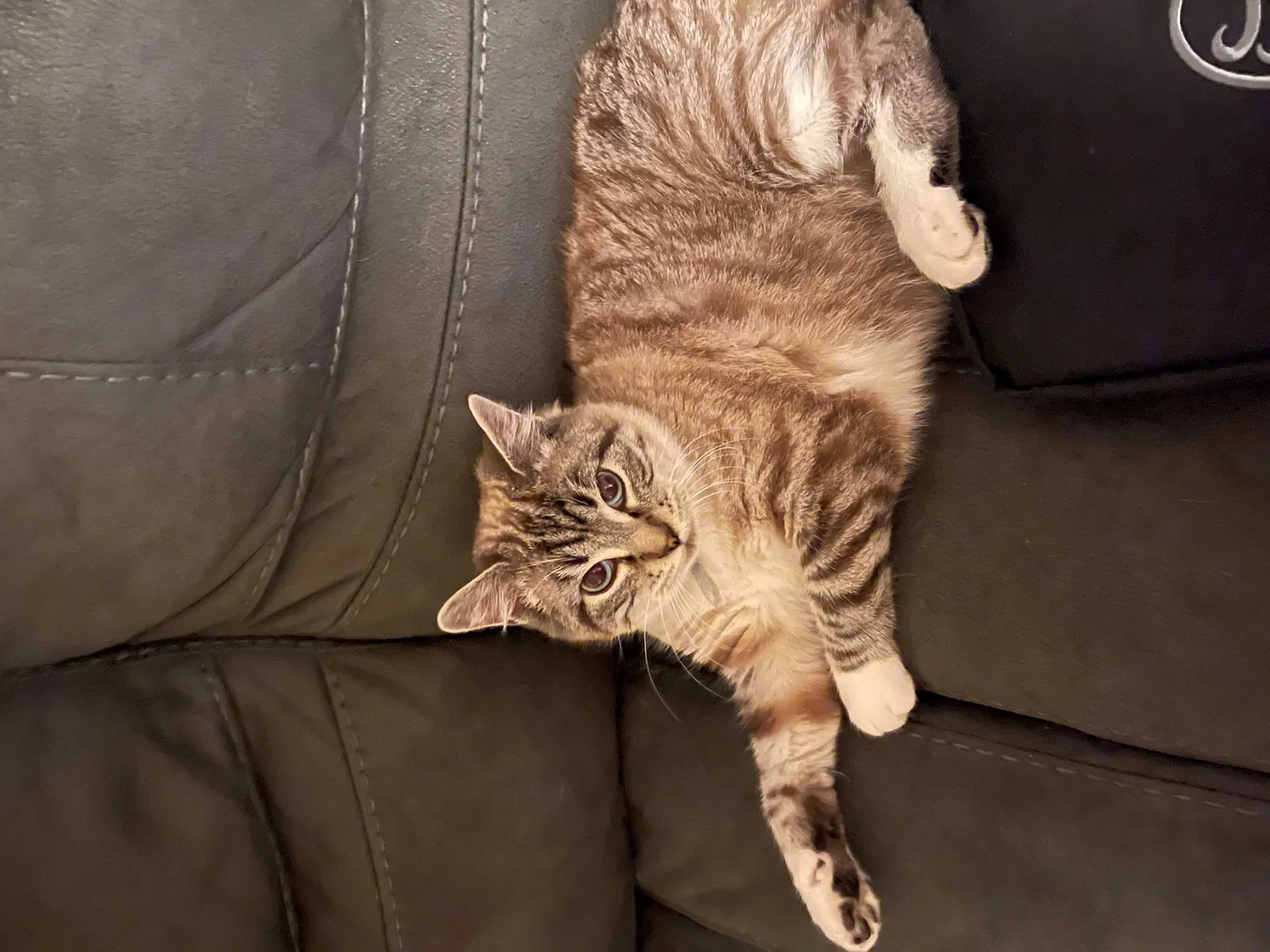Lost cat in Tacoma, WA, 98407