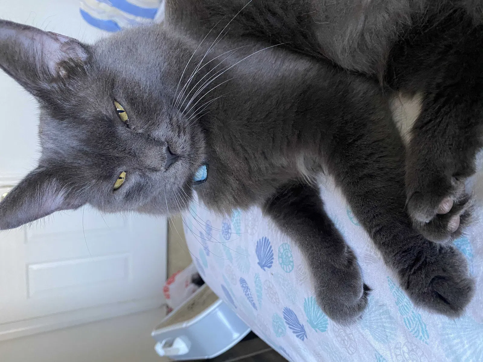 Lost cat in Norfolk, VA, 23507
