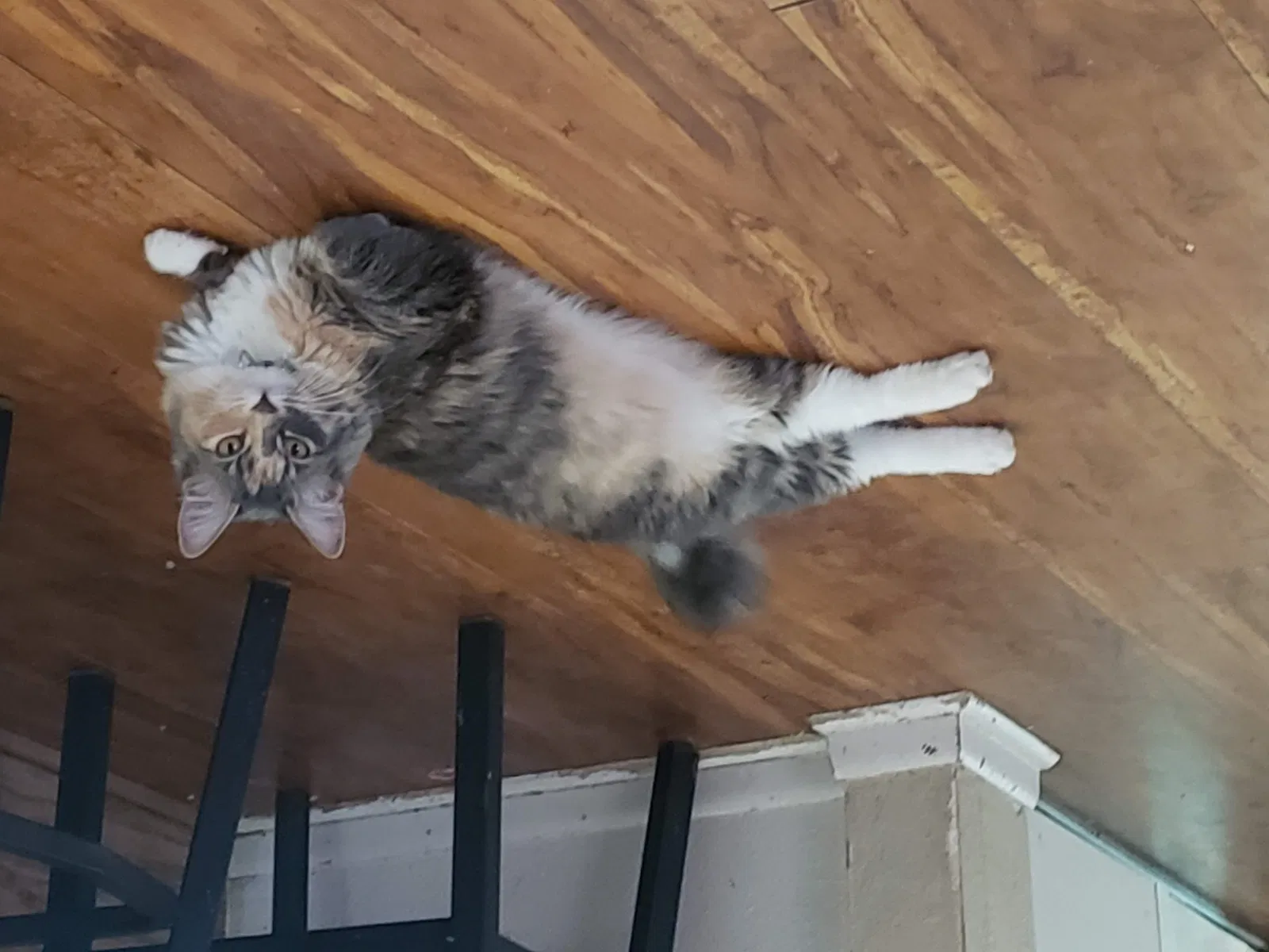 Lost cat in Denver, CO, 80239