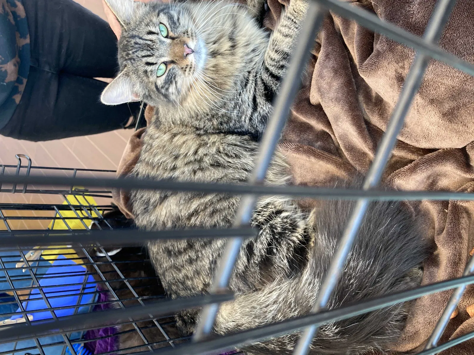 Lost cat in Pensacola, FL, 32514