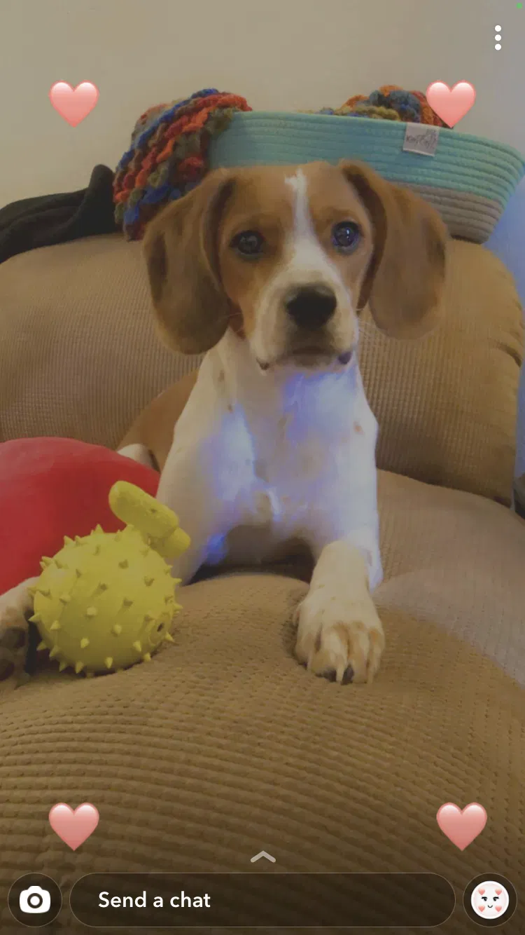 Lost dog in Spokane, WA, 99207