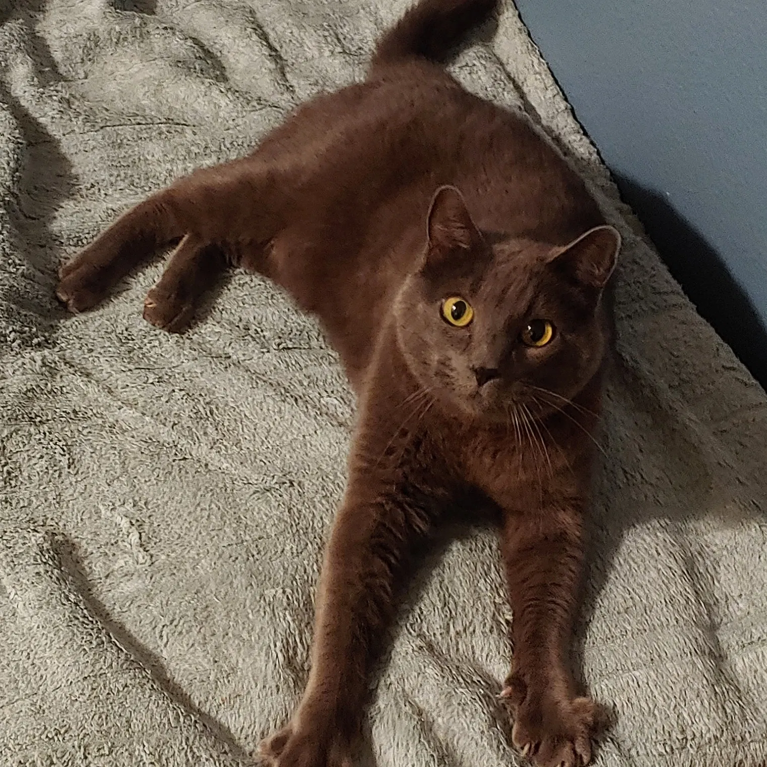 Lost cat in Kirkland, WA, 98034