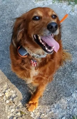 Lost dog in Sweetwater, TN, 37874