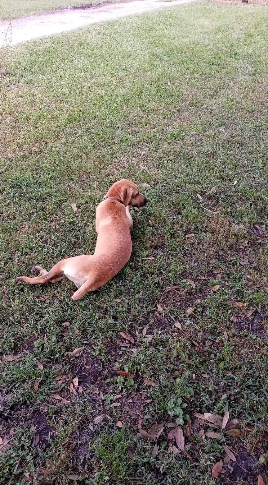 Lost dog in Wauchula, FL, 33873