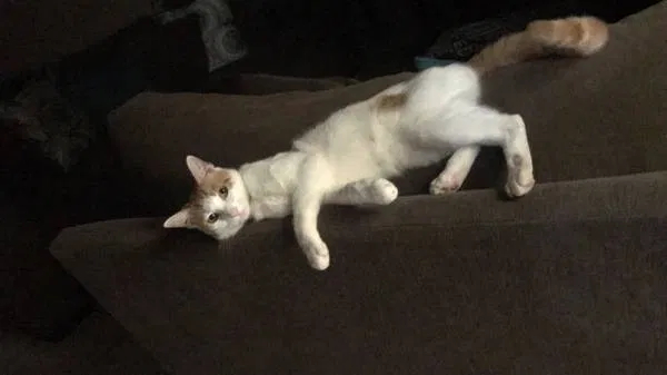 Lost cat in Santa Ana, CA, 92707