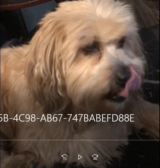 Lost dog in Gilbert, AZ, 85233