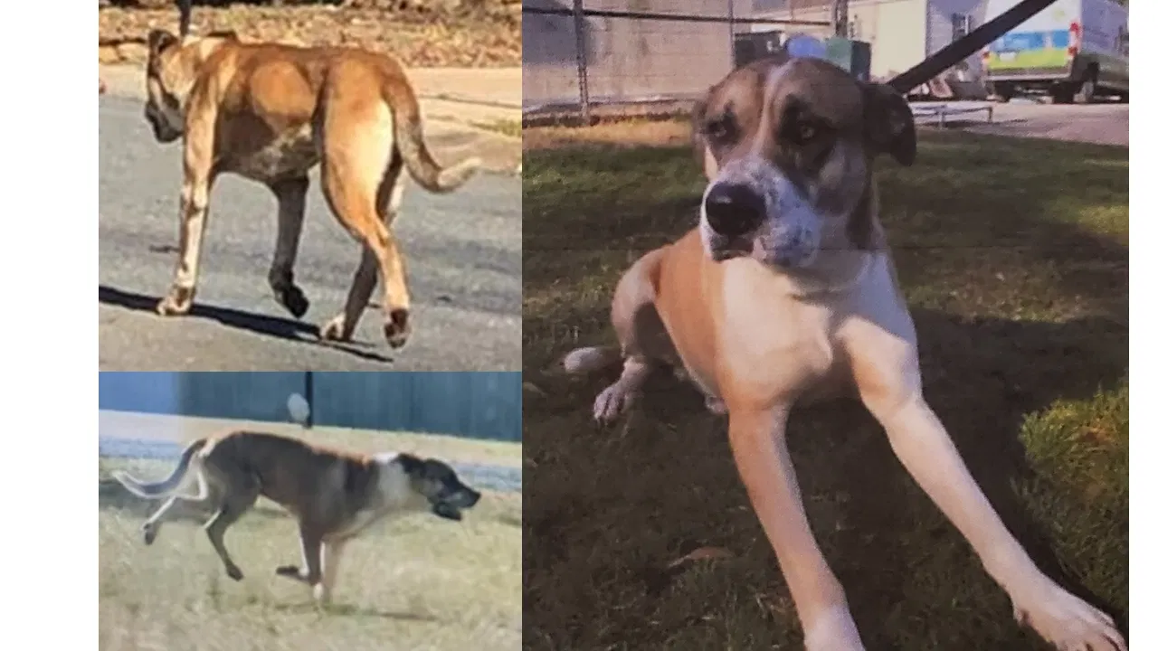 Lost dog in Huntersville, NC, 28078