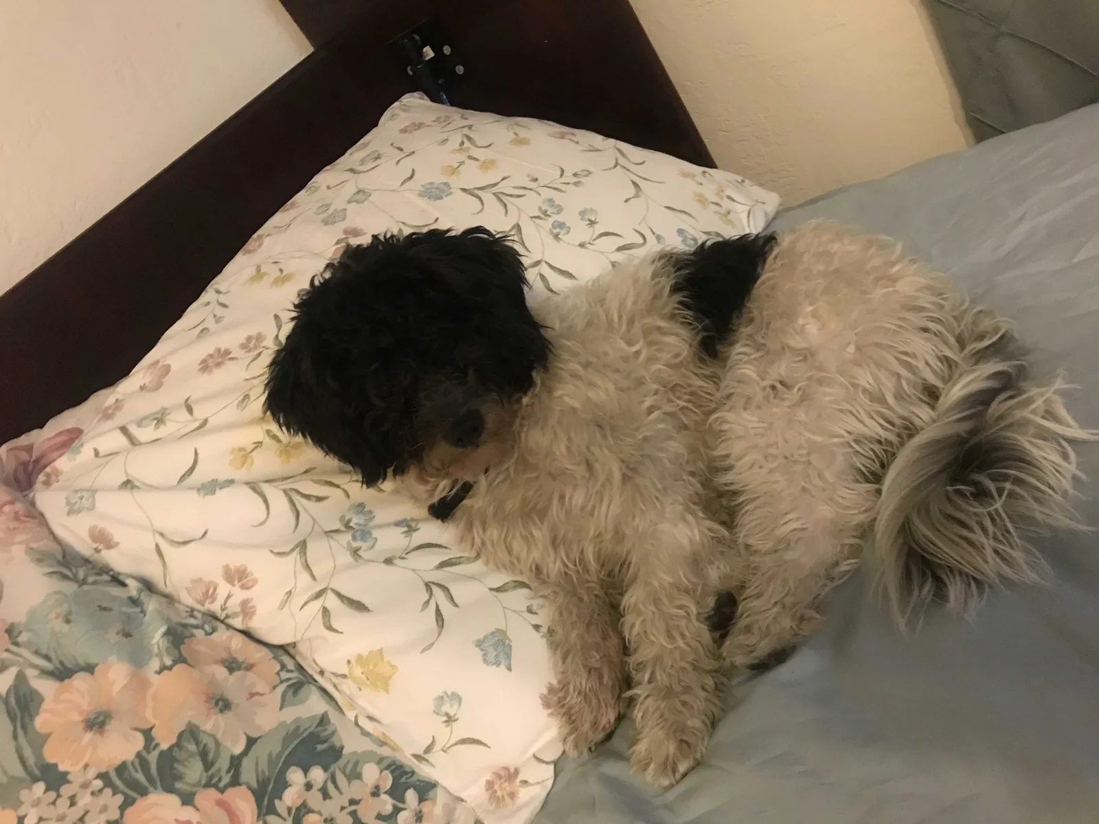 Lost dog in Garden Grove, CA, 92843