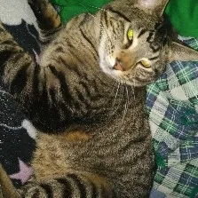 Lost cat in Ogden, UT, 84405
