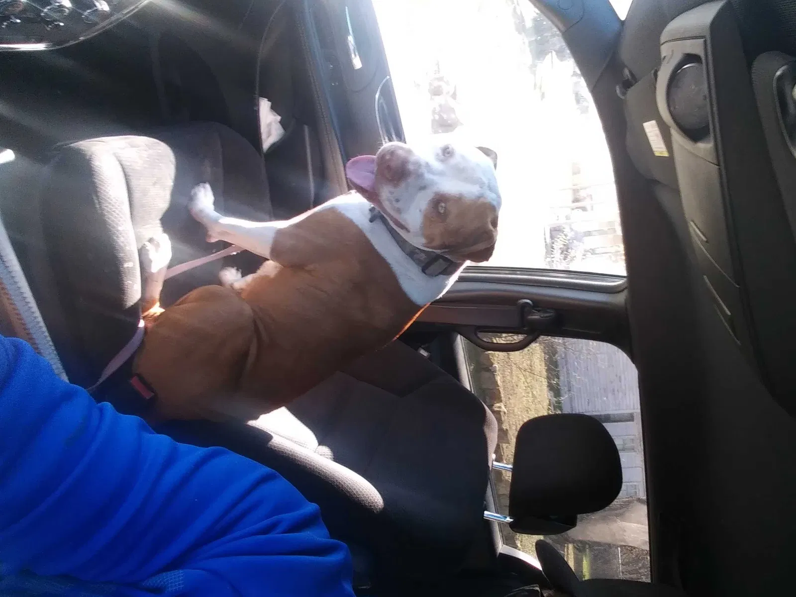 Lost dog in Joshua, TX, 76058