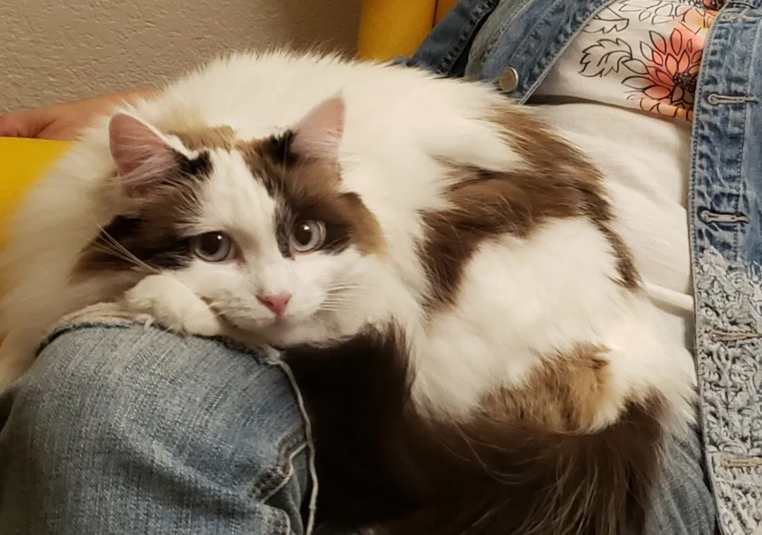 Lost cat in Sparks, NV, 89434
