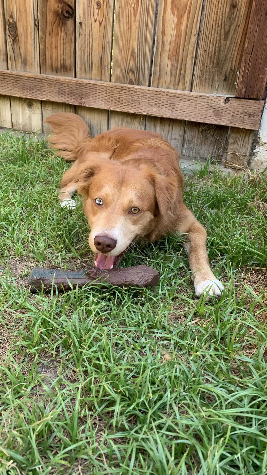 Lost dog in Bakersfield, CA, 93304