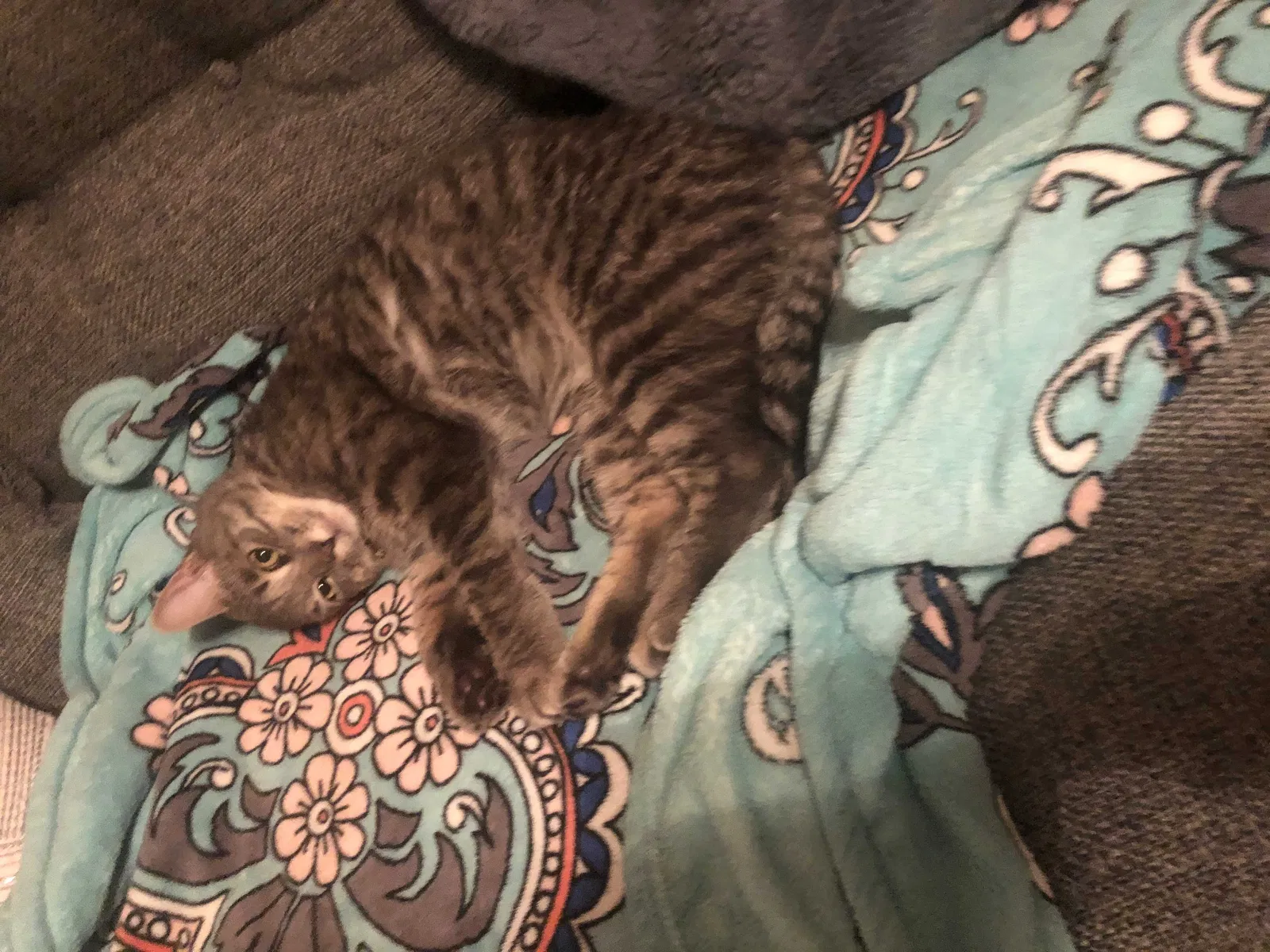 Lost cat in Spanish Fort, AL, 36527