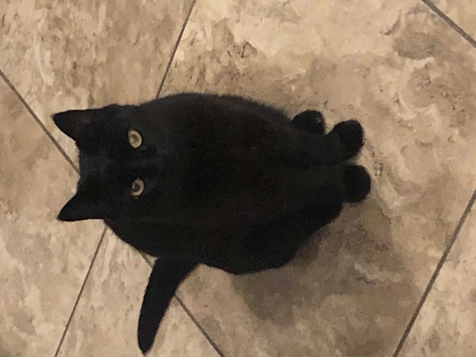 Lost cat in Fallbrook, CA, 92028