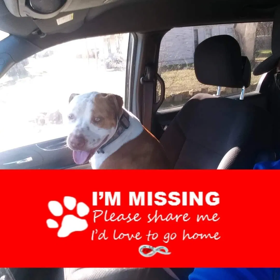 Lost dog in Joshua, TX, 76058