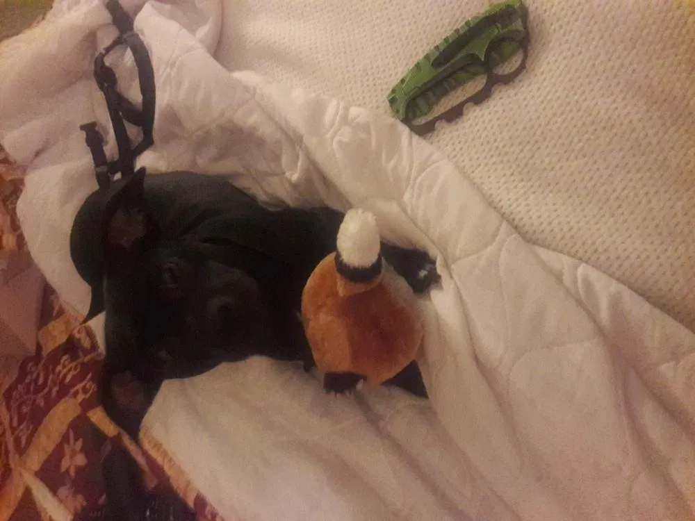 Lost dog in Seattle, WA, 98198