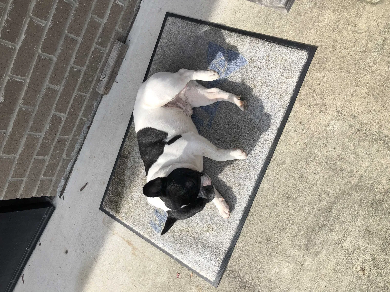 Lost dog in Gallatin, TN, 37066