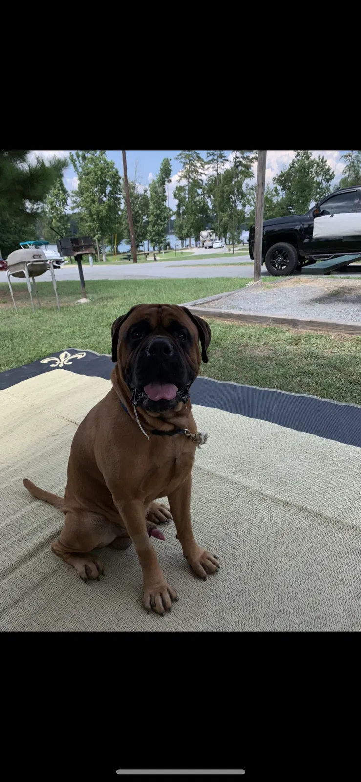 Lost dog in Musella, GA, 31066