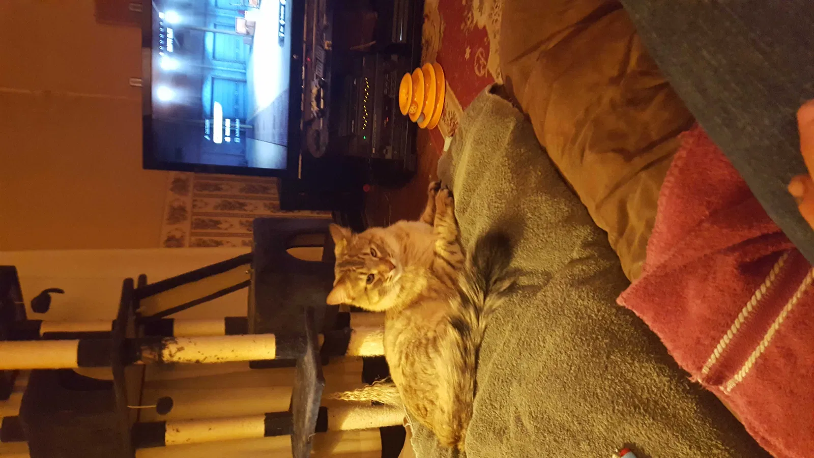 Lost cat in Independence, MO, 64053