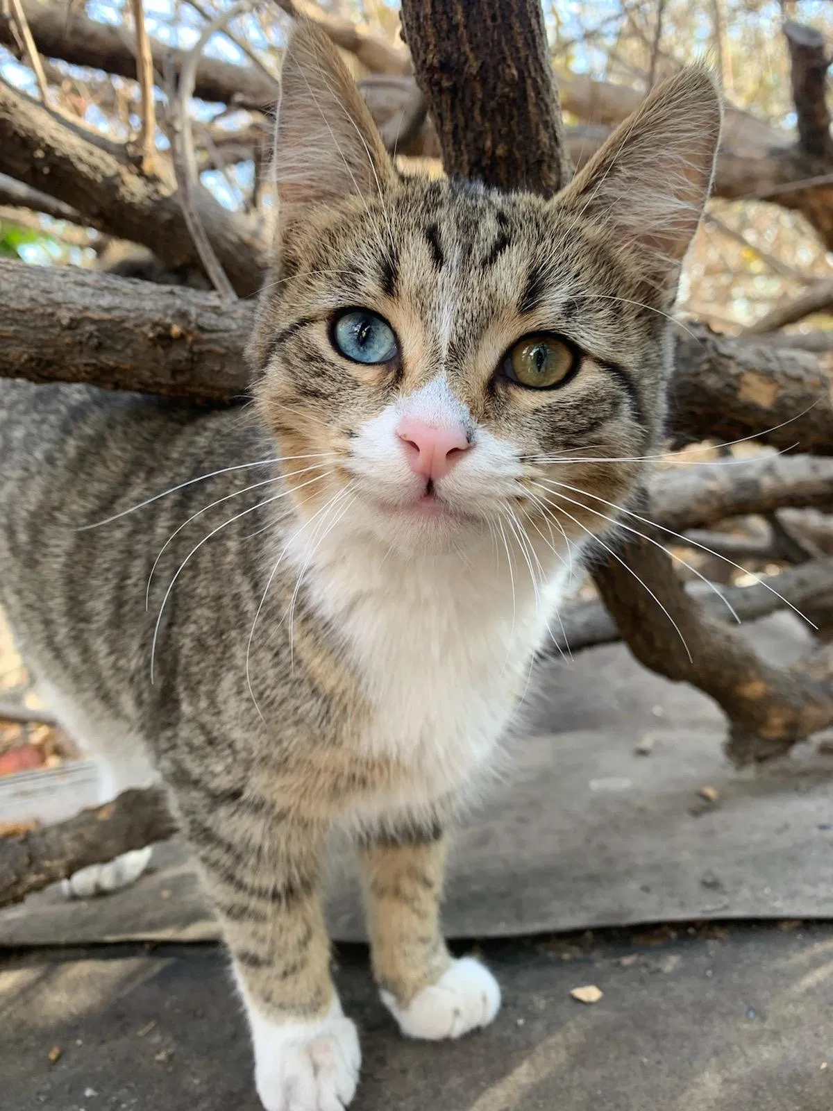 Lost cat in Los Angeles, CA, 90023