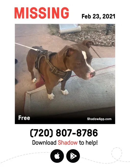 Lost dog in Denver, CO, 80239
