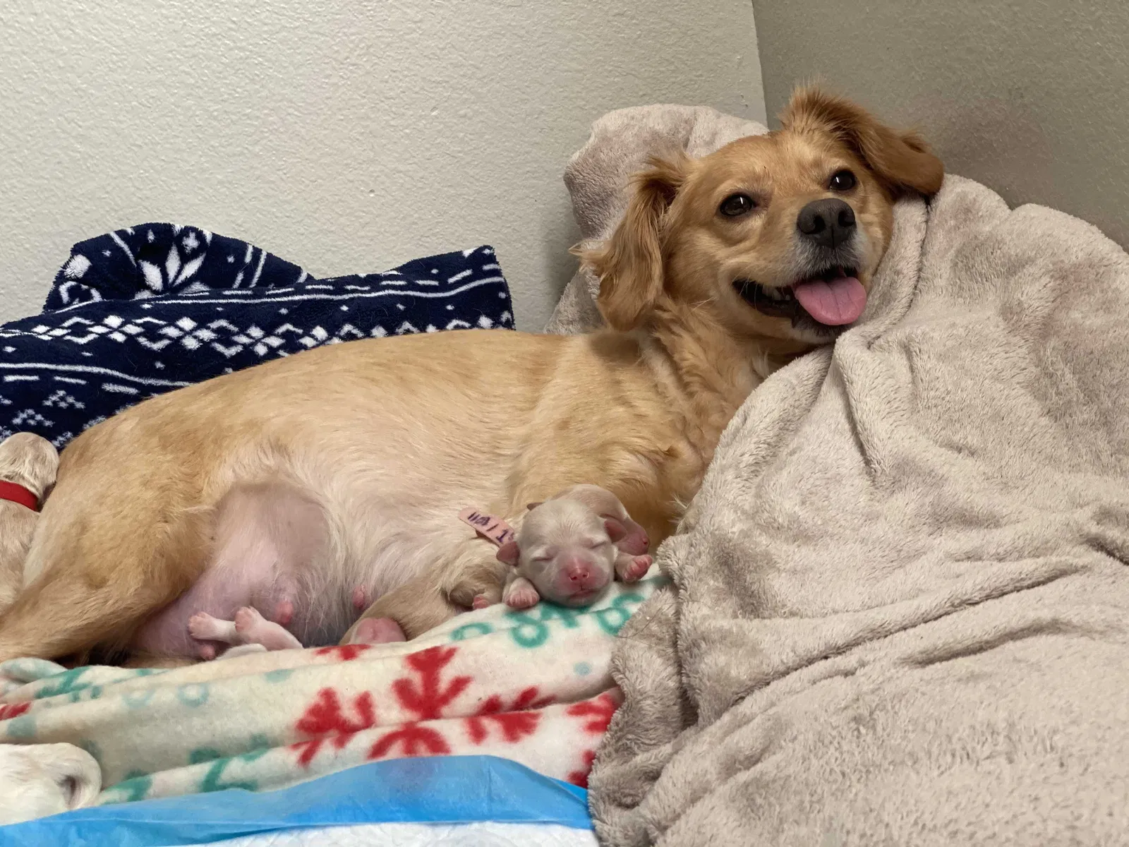 Lost dog in Montebello, CA, 90640