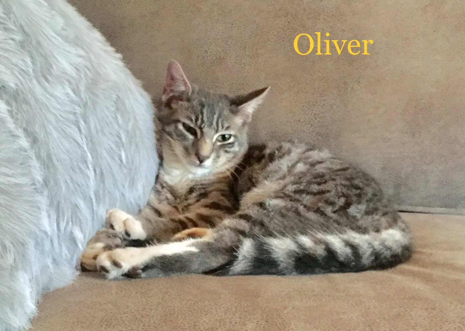 Lost cat in Statesville, NC, 28625