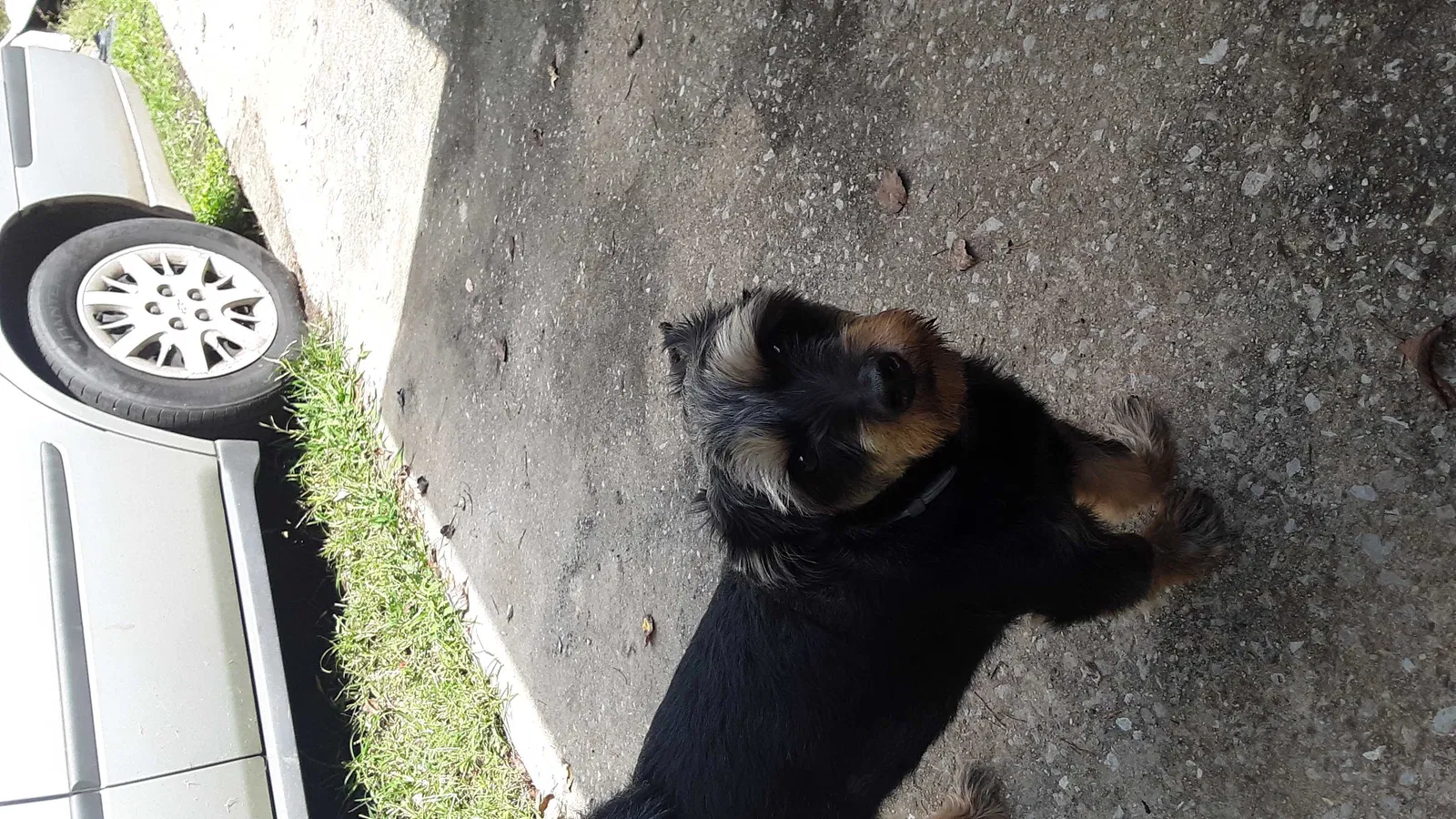 Lost dog in Turtletown, TN, 37391