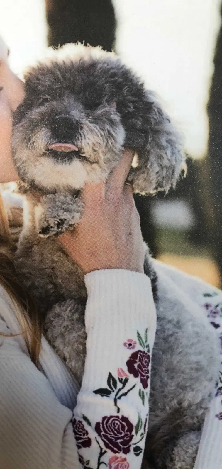 Lost dog in Wichita, KS, 67205