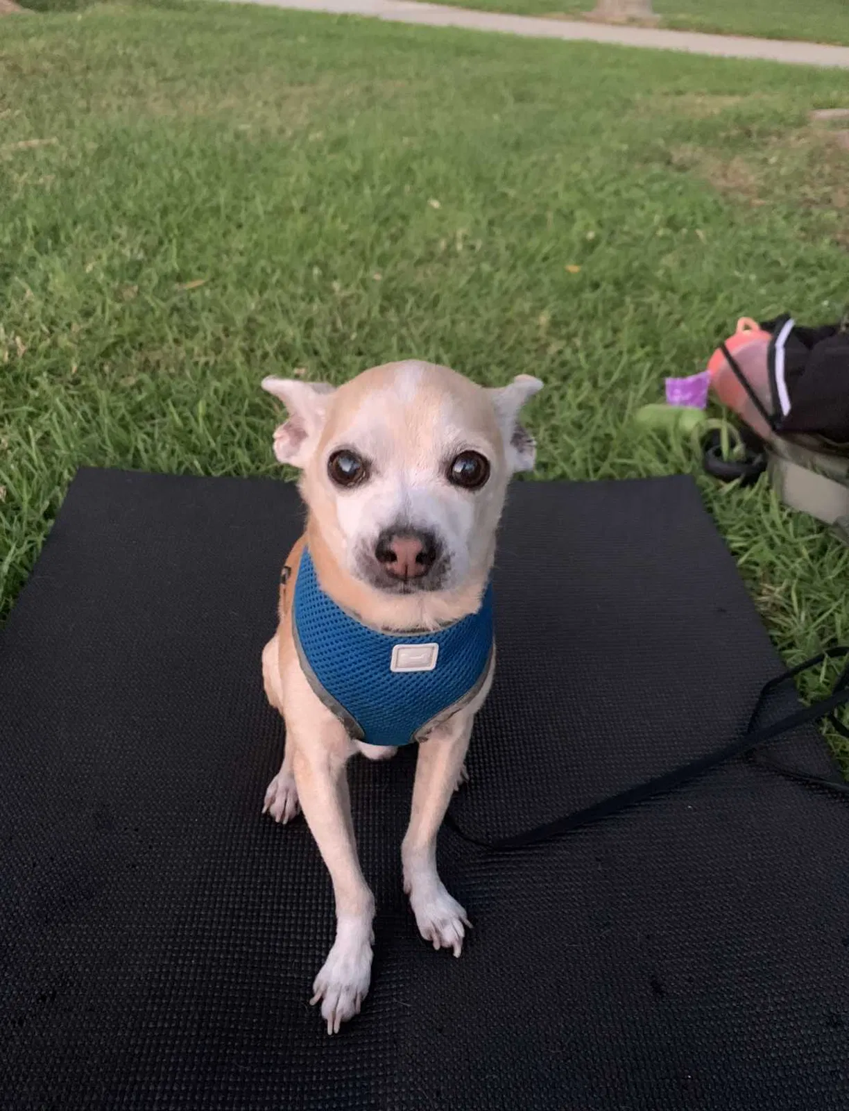 Lost dog in Pasadena, CA, 91104