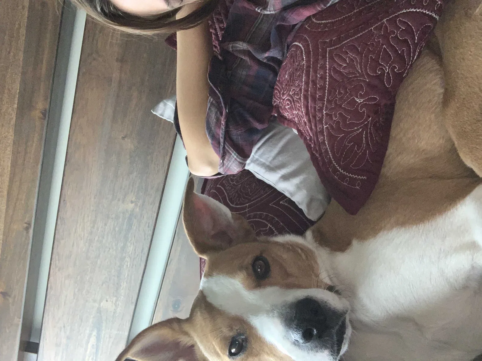 Lost dog in Denver, CO, 80211