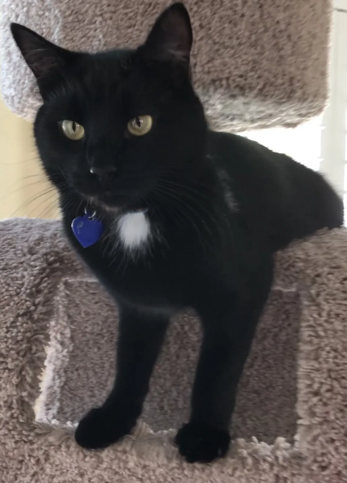 Lost cat in Mattituck, NY, 11952