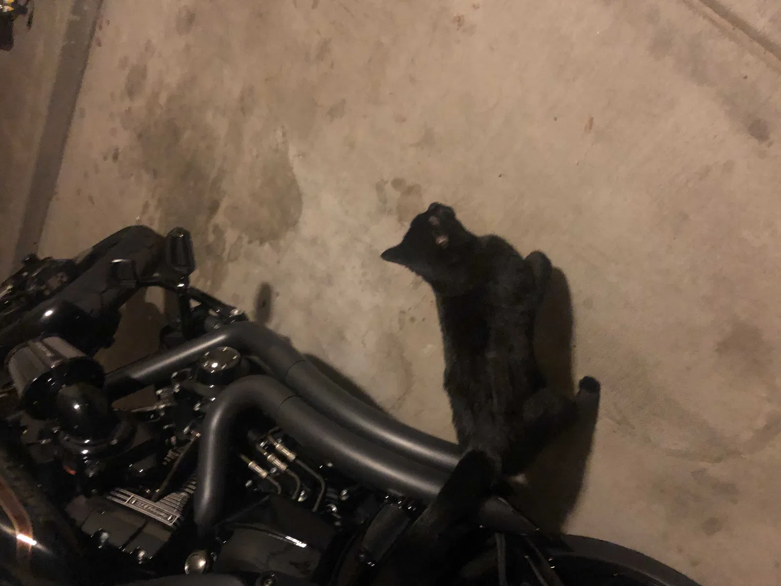 Found cat in Gilbert, AZ, 85233