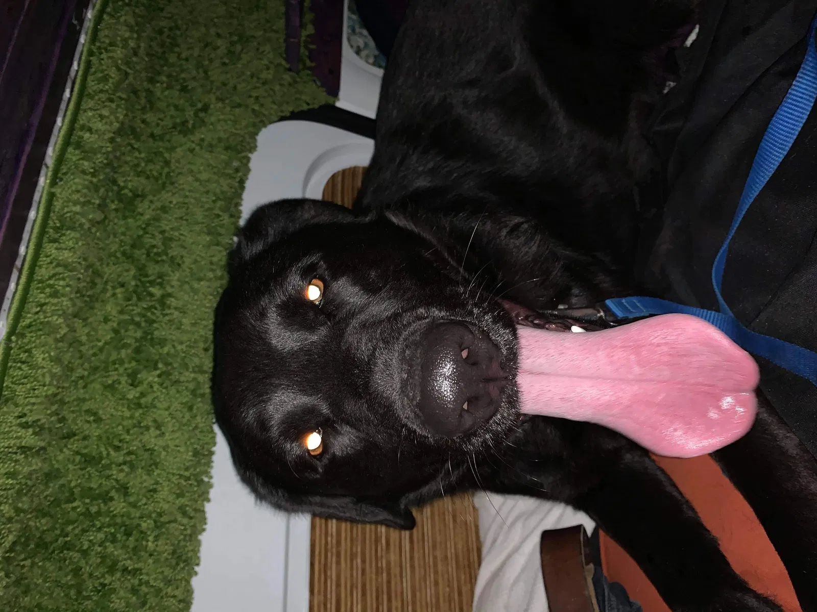 Found dog in Burlington, NC, 27215